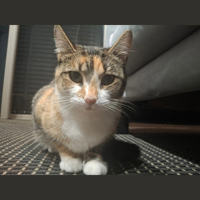Photo of Sisi