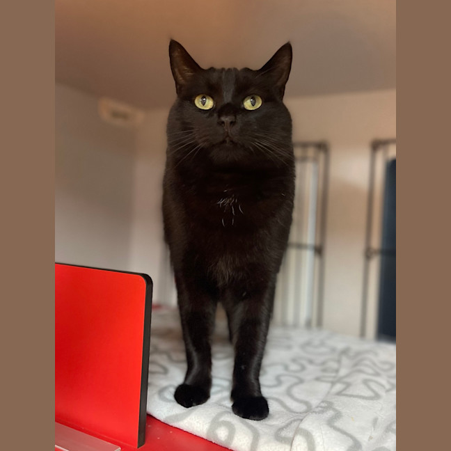 Photo of Henry 