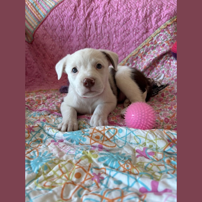 Photo of Cookie