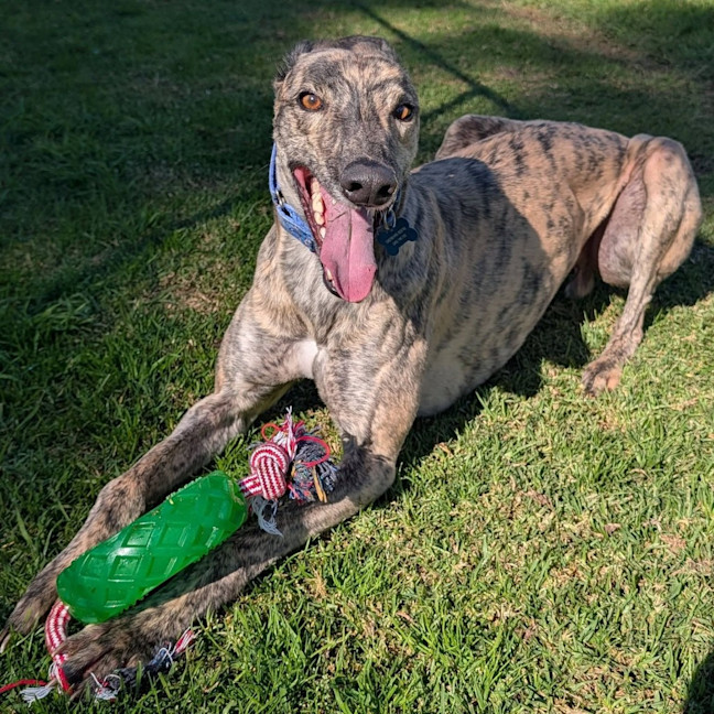 Photo of Martin The Greyhound