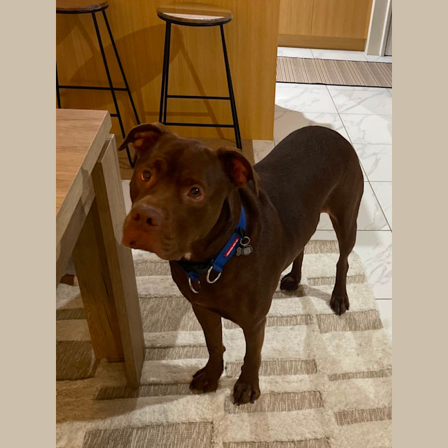 Photo of Boof