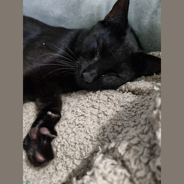 Photo of Frankie