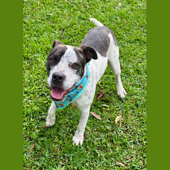 Photo of Owen *$250 Adoption Fee*