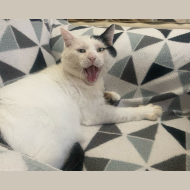 Photo of Horace & Blackie 