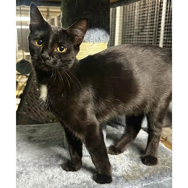 Photo of 11853   Tinky