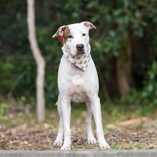 Photo of Caspian