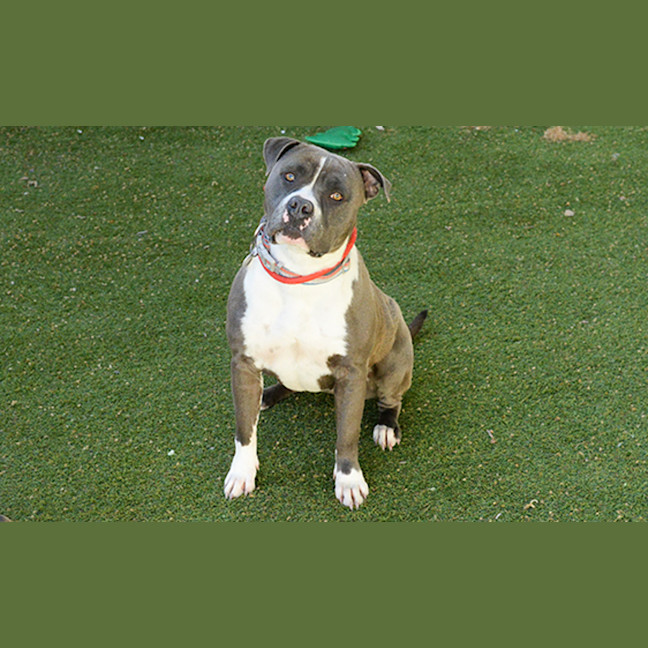 Photo of Bluey