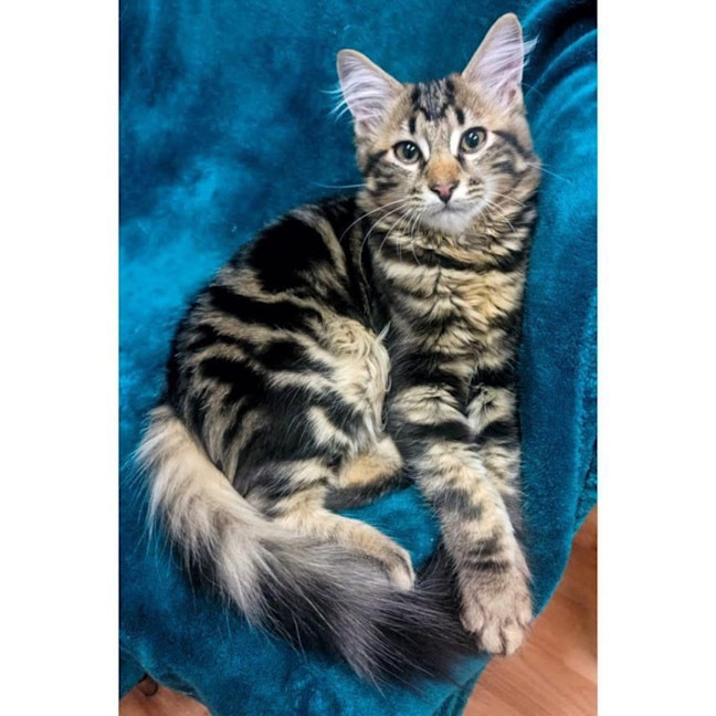 Photo of 11822   Bellini