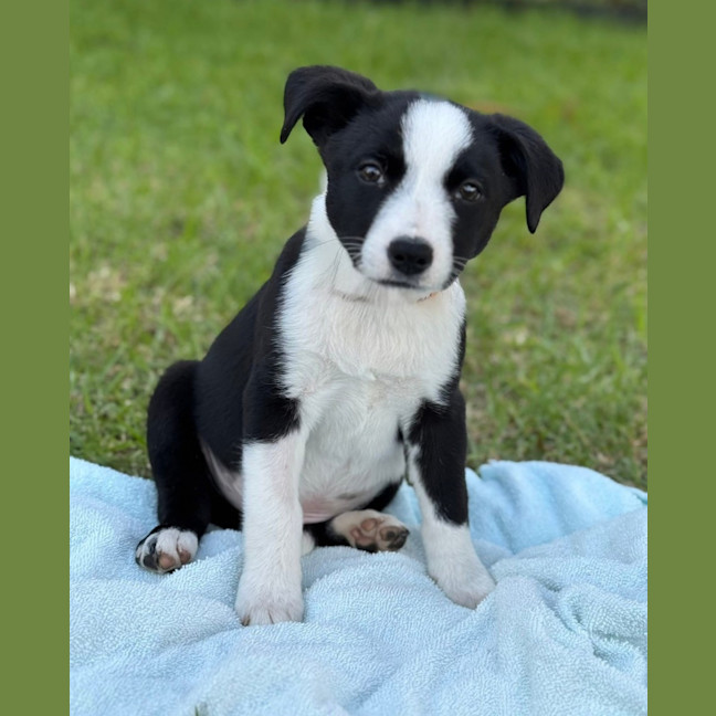 Photo of White Knight 