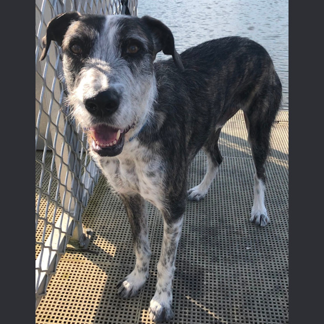 Photo of Jethro   3 Year Old Wolfhound X