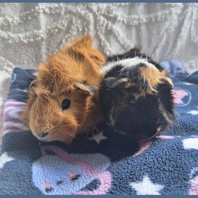Photo of Periwinkle & Diesel