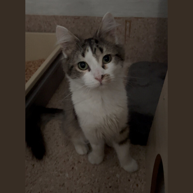 Photo of Pookie