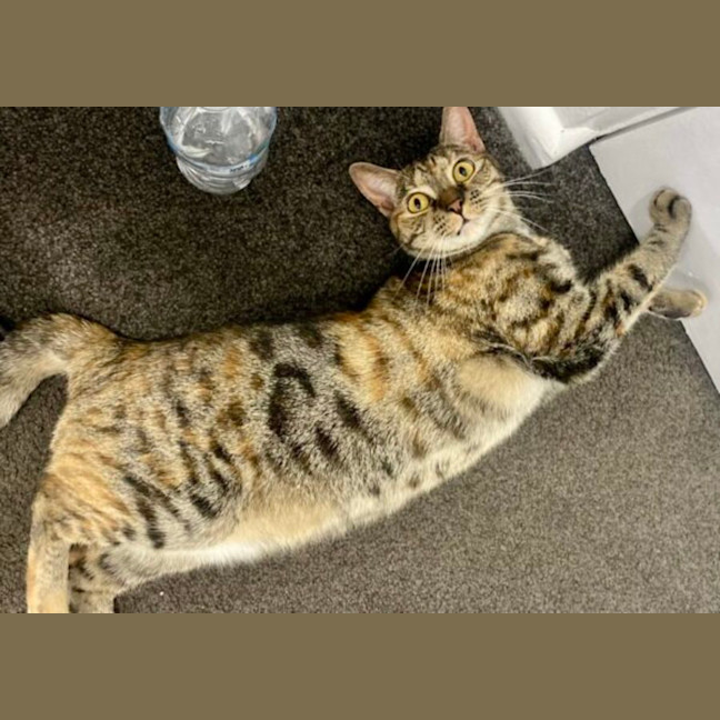 Photo of Nala