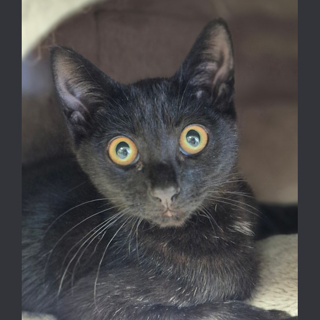 Photo of Jet