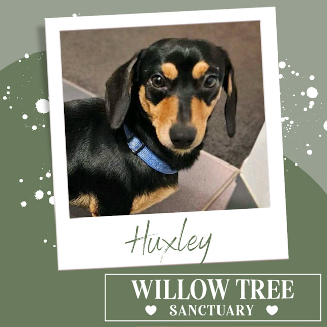 Photo of Huxley