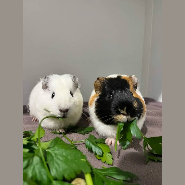 Photo of Potato & Cake