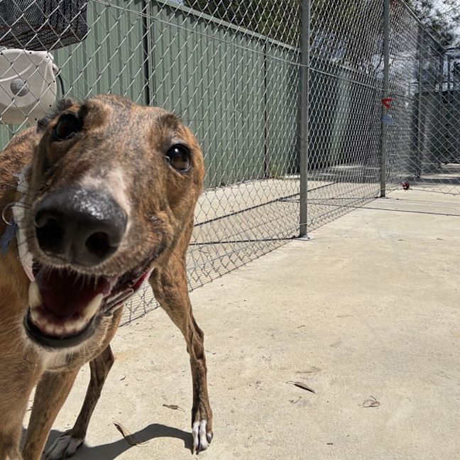 Photo of Beanie The Greyhound