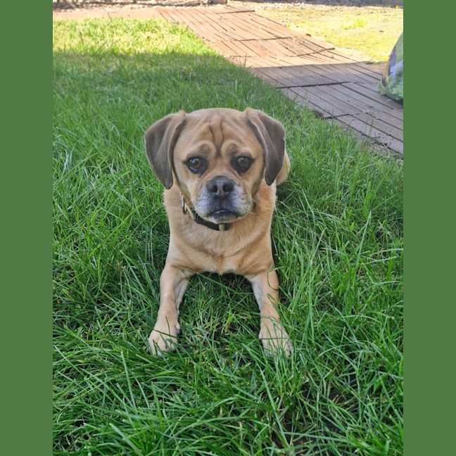 Photo of Pebbles 