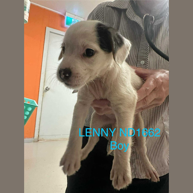 Photo of Lenny