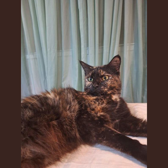 Photo of Fluffy