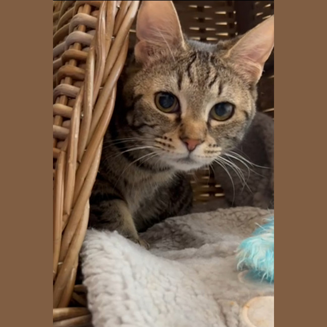 Photo of Honey