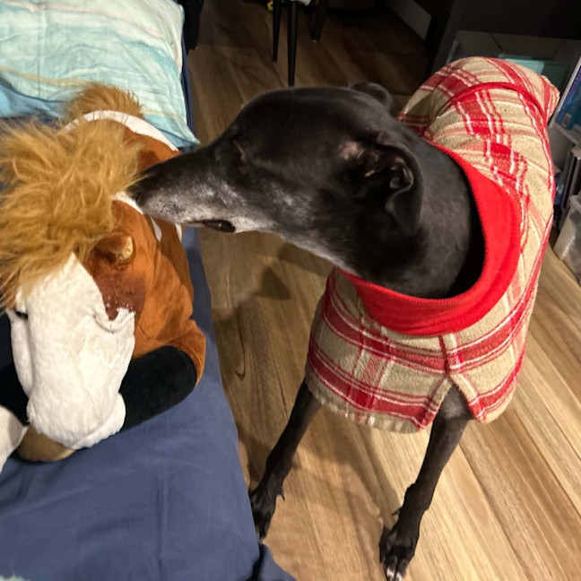 Photo of Alastor The Greyhound