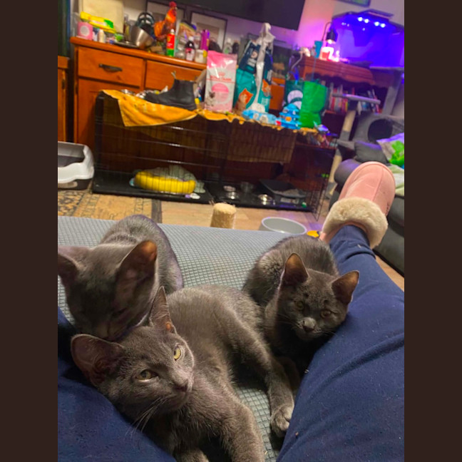 Photo of Smokey 