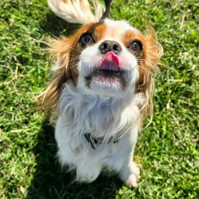 Photo of Bolt