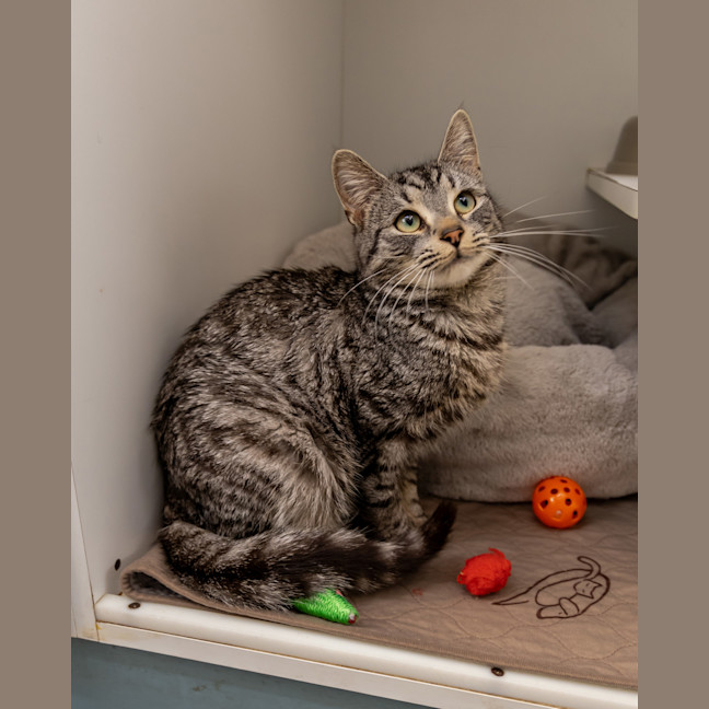 Photo of Bunny Rabbitt