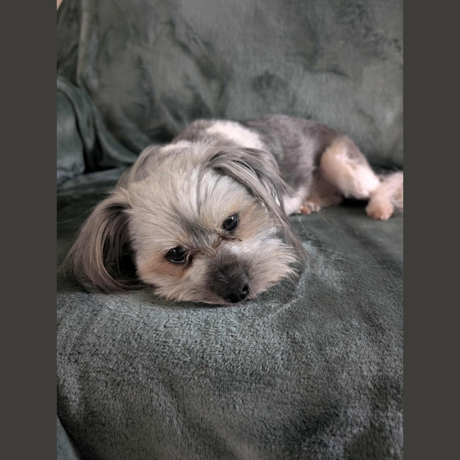 Photo of Arlo   2 Year Old Maltese X