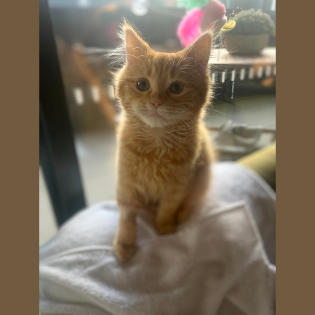 Photo of Princess Peach   Located In Kensington