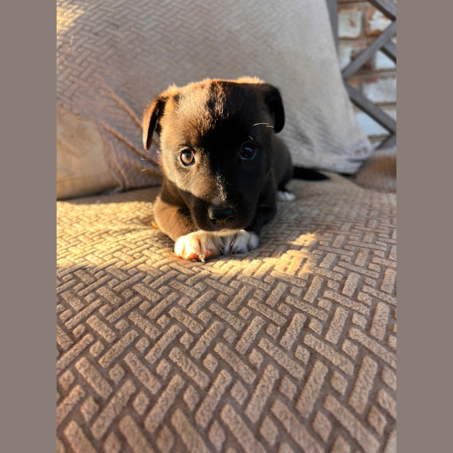 Photo of Sootie