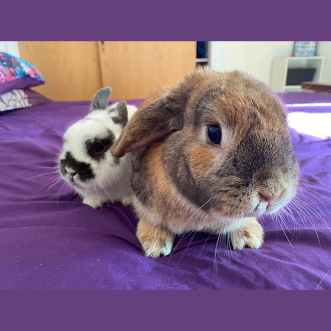 Photo of Scooter And Ivy 