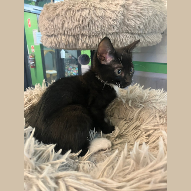 Photo of Bird Brain Mary