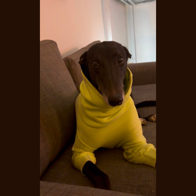 Photo of Sully