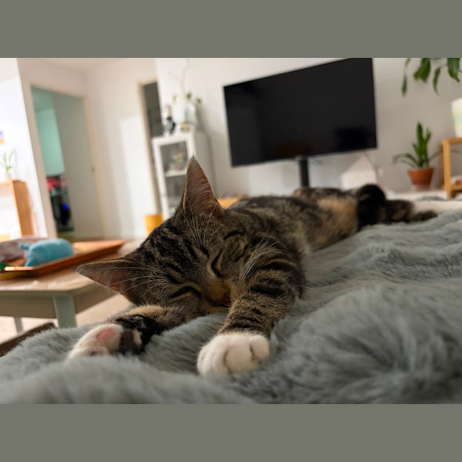 Photo of Mocha