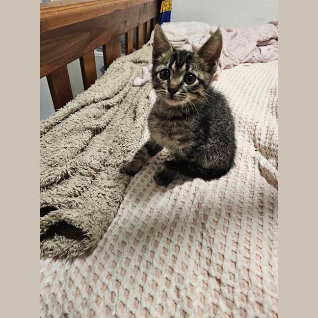 Photo of Hiccup