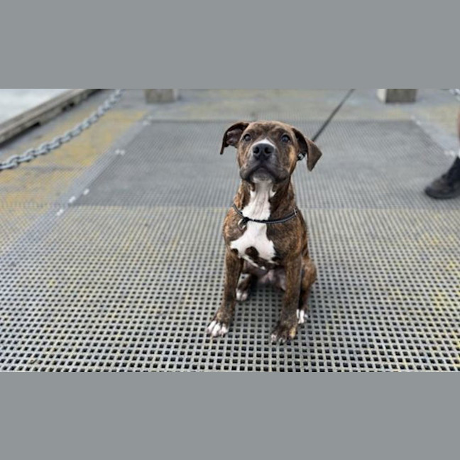 Photo of Pudge