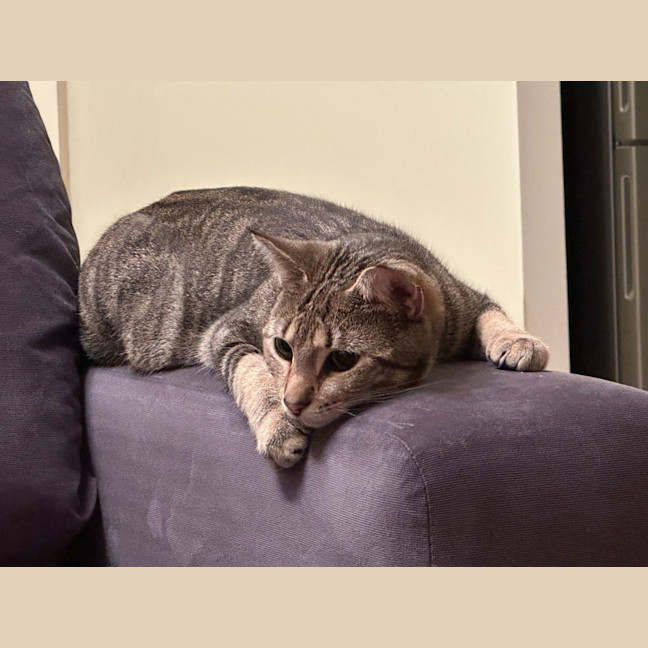 Photo of Cinnamon