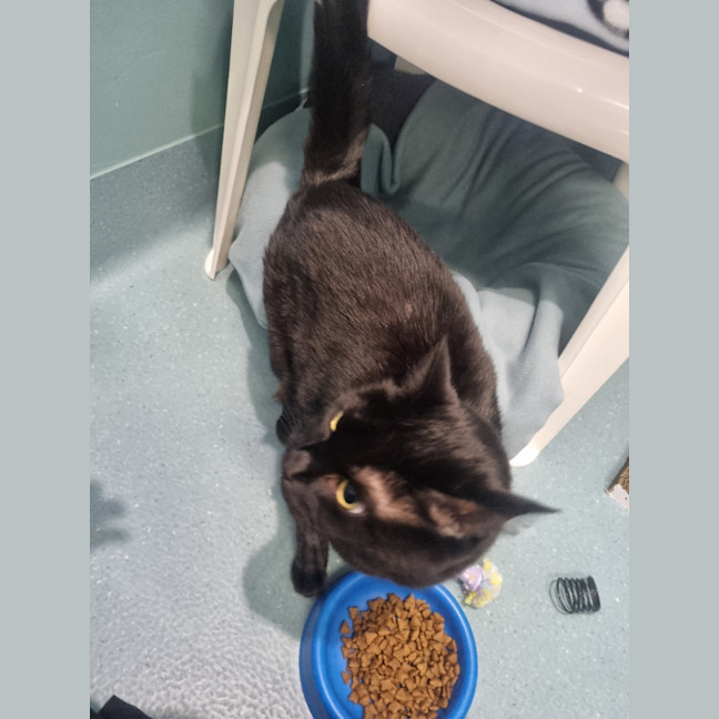 Photo of Robinson Aka Toothless