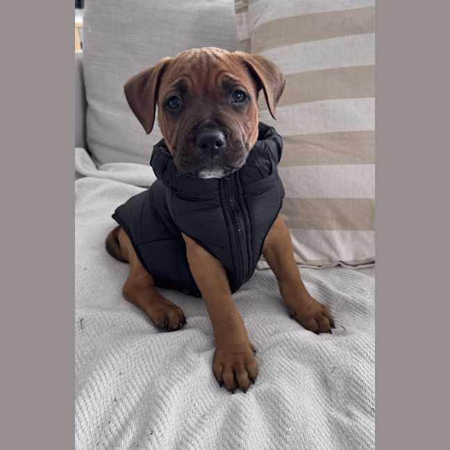 Photo of Stormy   9 Week Old American Staffy