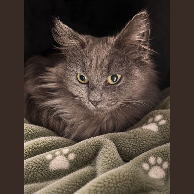 Photo of Toto