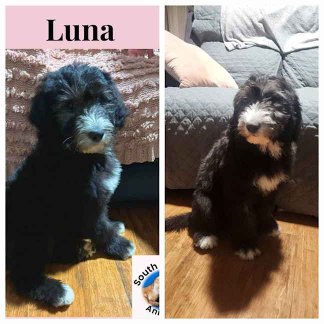 Photo of Luna