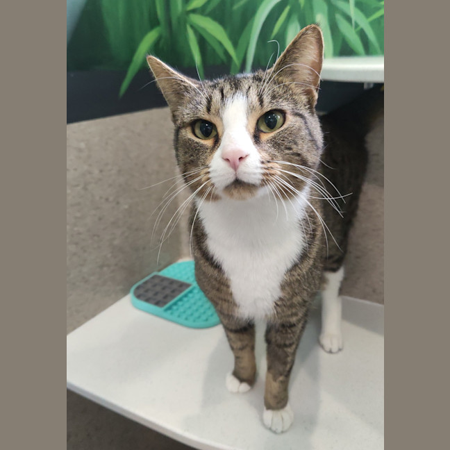 Photo of Mantis Toboggan M.D