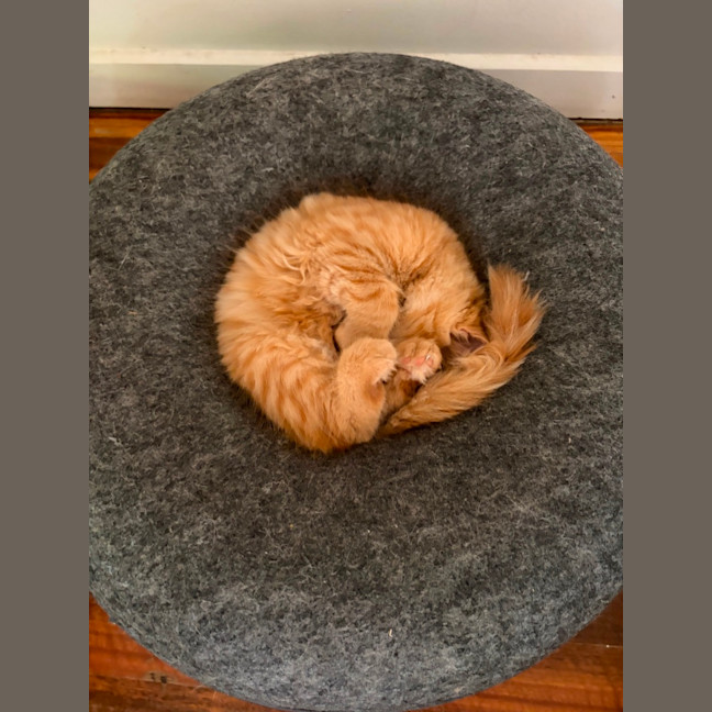 Photo of Comet, Mouse, Salem, Fox, Astro And Sunny