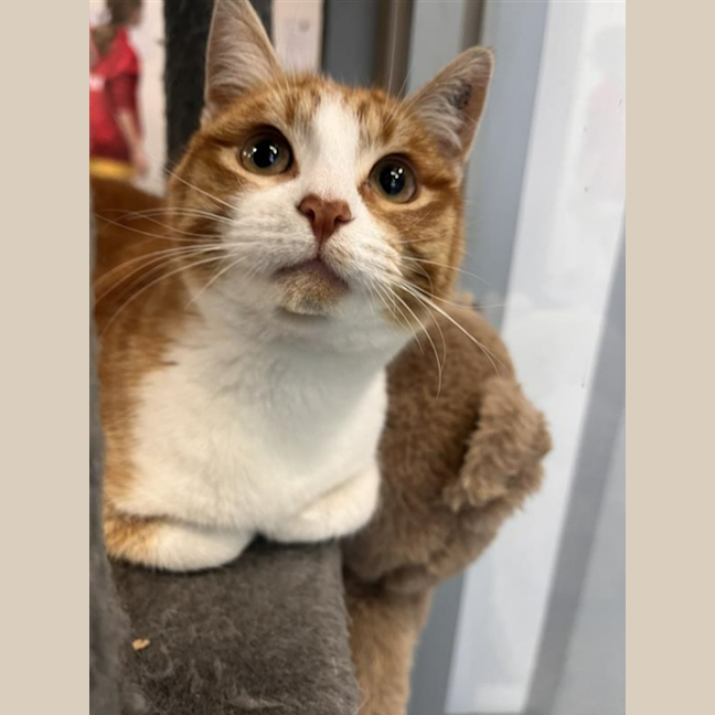 Photo of Chester 