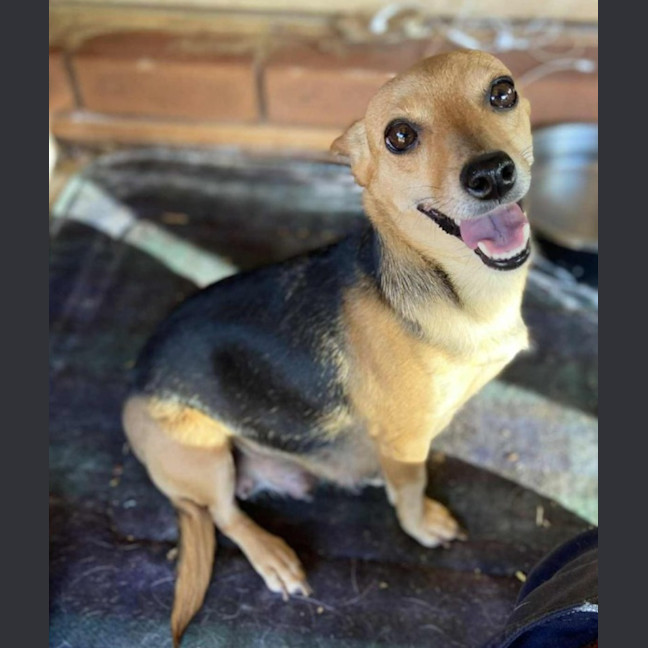 Photo of Taffy