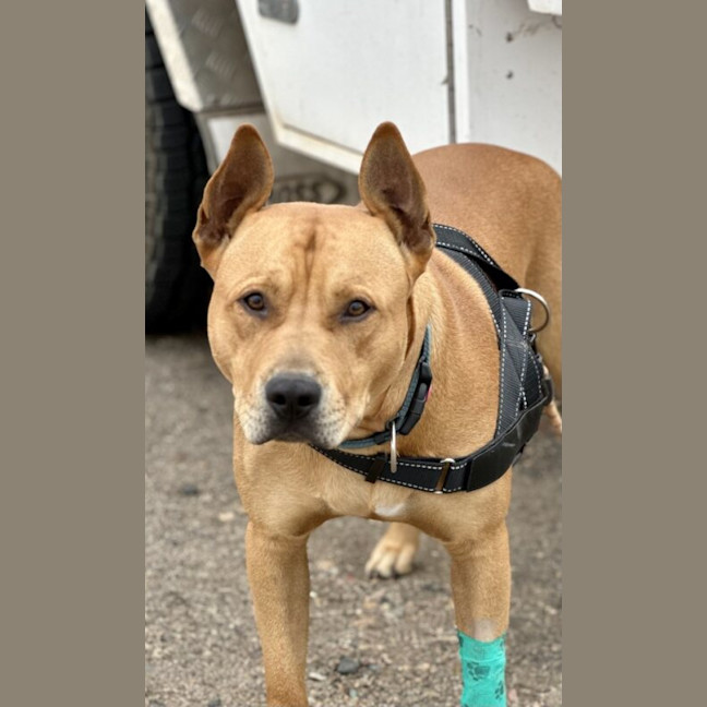 Photo of Tyson