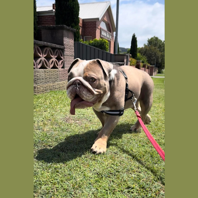 Photo of Charlie   5 Year Old British Bulldog (Trial)