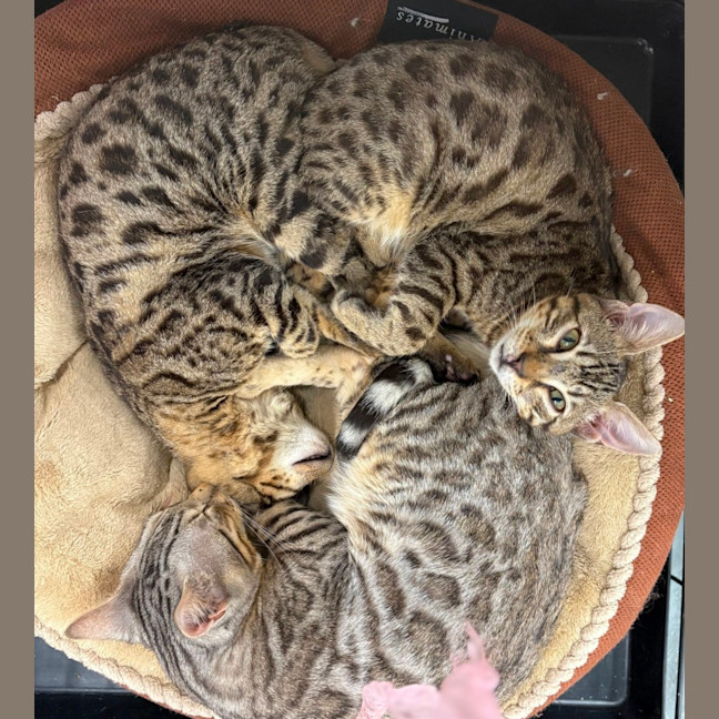 Photo of Snow Leopard